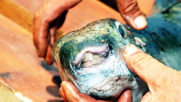 Bodrum'da zehirli balon balığı tedirginliği