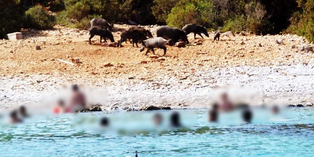 Bodrum'u domuzlar bastı!