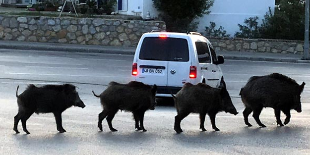 Bodrum'u domuzlar bastı! İlçede büyük korku