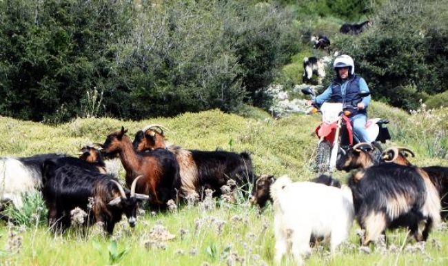 Bodrum'un çobanı da böyle olur