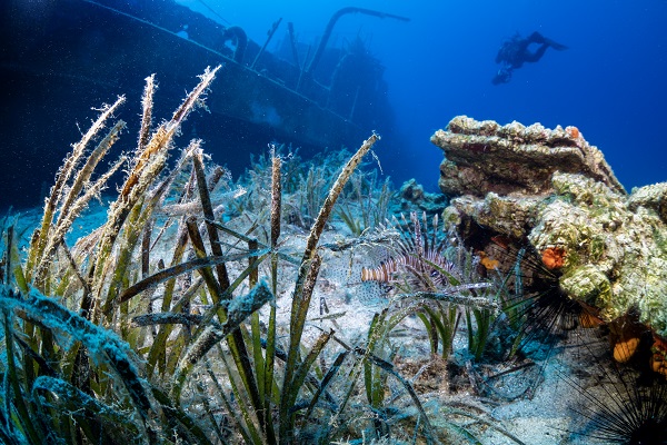 Bodrum’un görünmeyen yüzü!