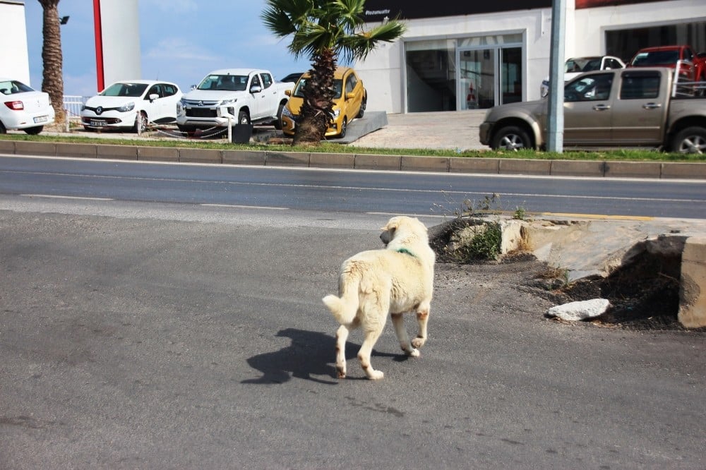 Bodrum’un maskotu “Trafik” sağlığına kavuşur kavuşmaz yeniden görevinin başında 
