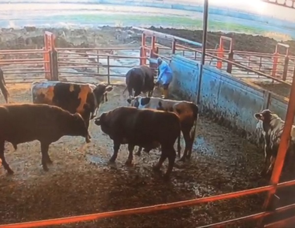 Boğa besiciye böyle saldırdı