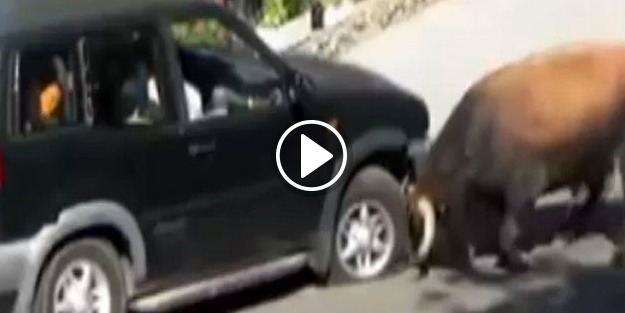 Boğa bütün öfkesini araçtan çıkardı