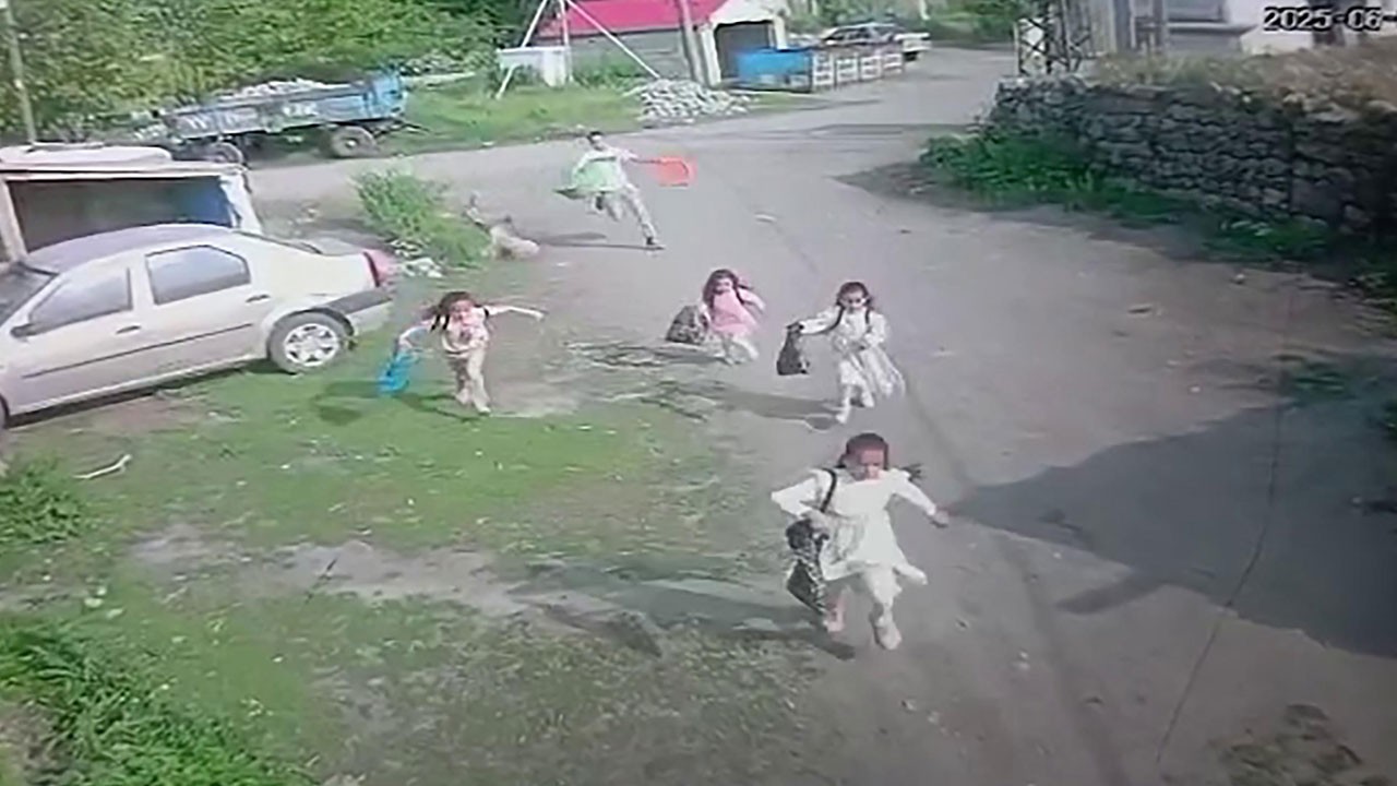 Boğa dehşeti kamerada! Şeker toplarken canlarını zor kurtardılar