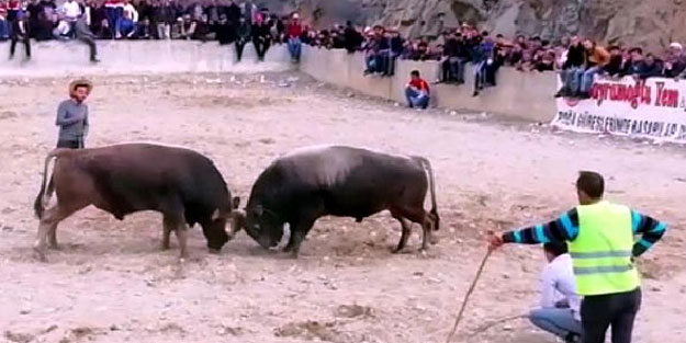 Boğa güreşi izlerken kalp krizi geçirip öldü