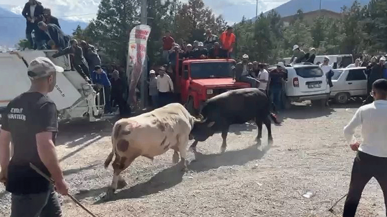 Boğa güreşinde korku dolu anlar: Boğalar kapıları kırıp seyircilerin arasına daldı