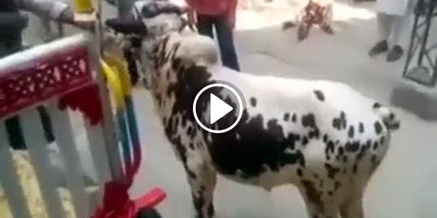 Boğa küçük çocuğu tekmeledi