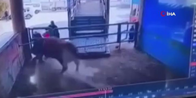 Boğa saldırısı can aldı! Dehşete düşüren anlar kamerada