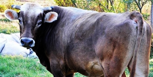 Boğa saldırısı can aldı!