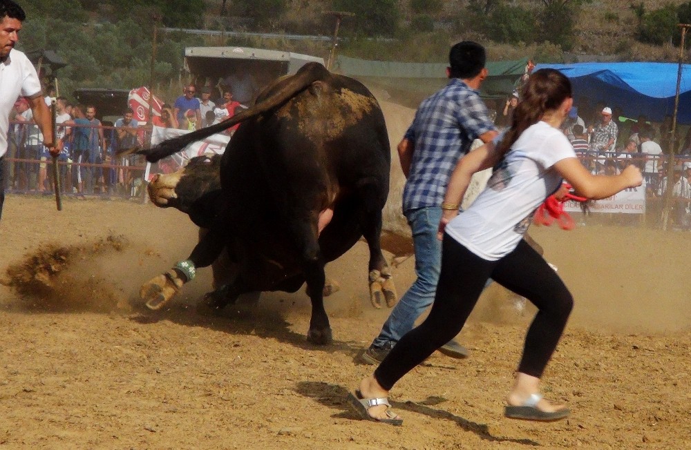 Boğalar ‘eğitim’ yararına güreşti 
