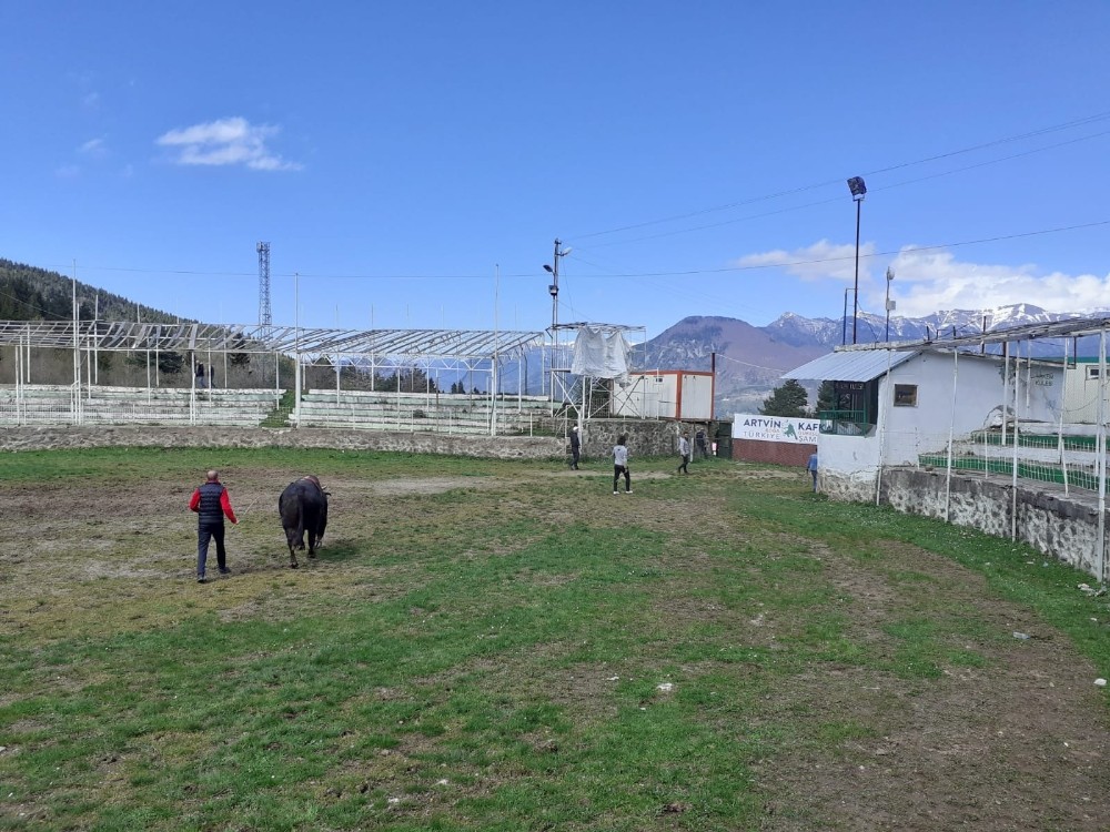 Boğaları güreştirdiler, 11 bin 18 TL ceza yediler 