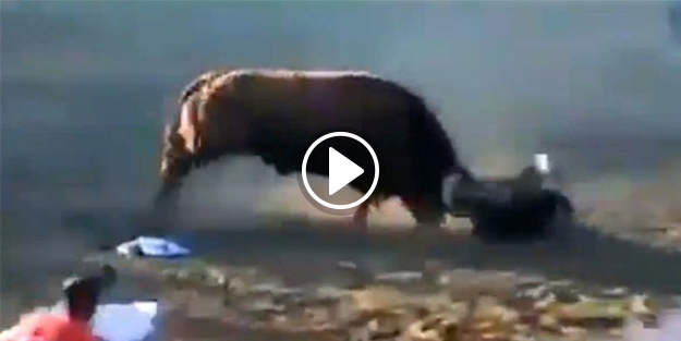 Boğanın elinden kimse alamadı