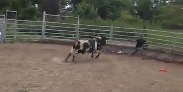 Boğaya artistlik yapanın sonu