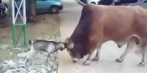 Boğaya kafa tutan çılgın keçi güldürdü