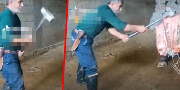 Boğayı balyozla öldürmüştü! Korkunç olayda ifadeler ortaya çıktı