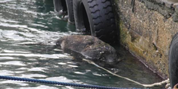 Boğazda bir domuz vakası daha