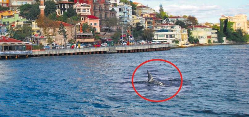 Boğaz'da köpekbalığı!