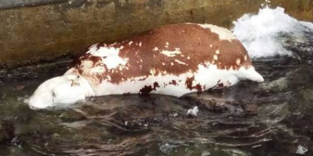 Boğazda ünlü restoranın kıyısına vurdu!