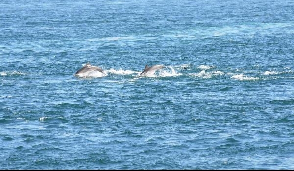 Boğaz'da yunus şovu