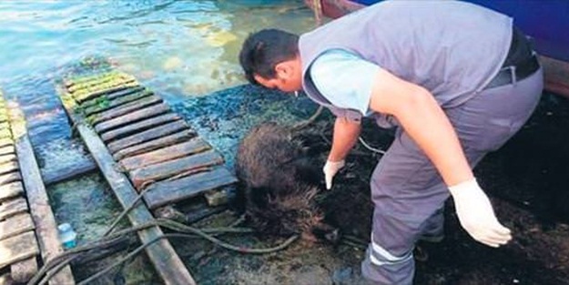 Boğazdan domuz çıktı