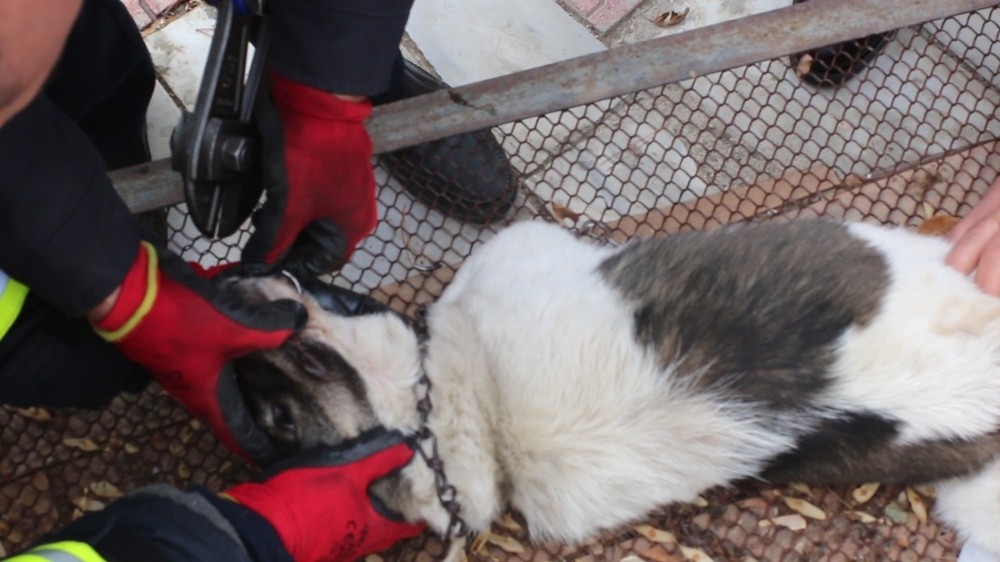 Boğazı zincire dolanan köpeğin imdadına itfaiye yetişti 