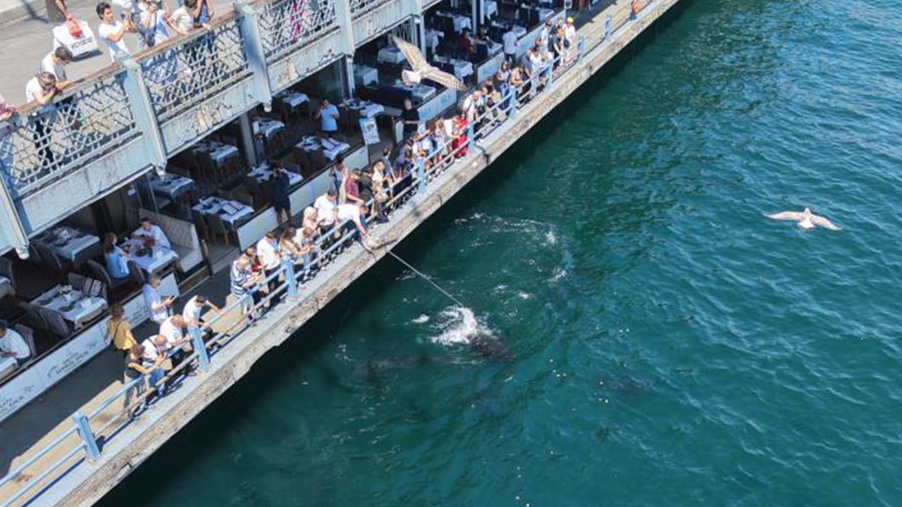 Boğazın dev konukları Eminönü’nü mesken tuttu