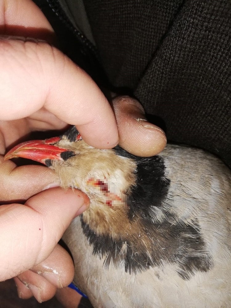 Boğazında tümör bulunan keklik ameliyatla sağlığına kavuştu 