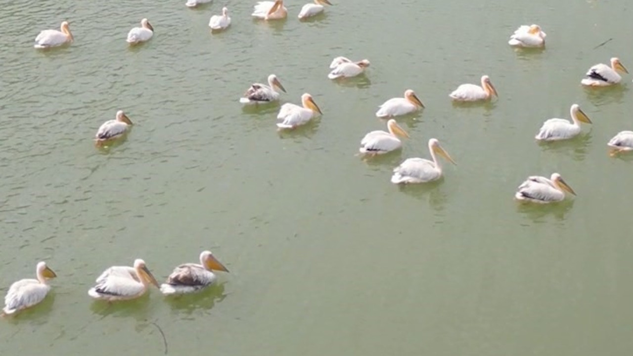Boğazköy Barajı’nda pelikan ziyareti