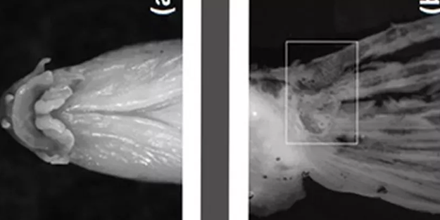 Boğazlardan 'Hayatta geçemez' deniliyordu, Samsun’da tespit edildi! İmkansız keşif