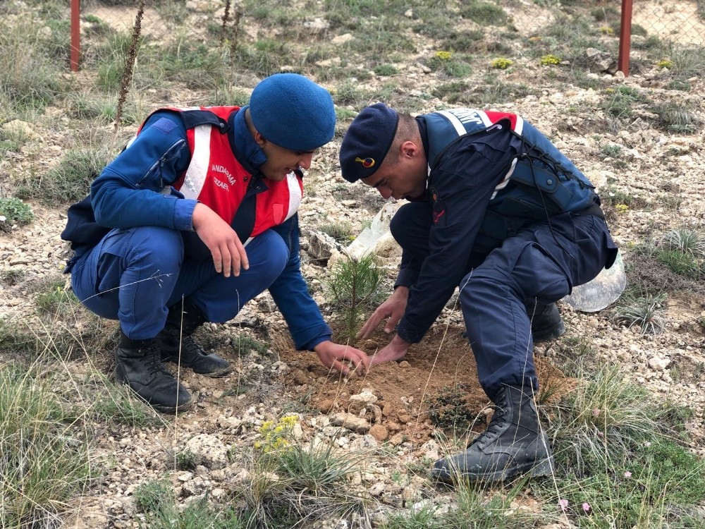 Boğazlıyan’da jandarma fidan dikti 