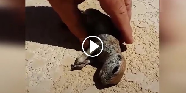 Boğulan sincap kalp mesajıyla kurtarıldı!