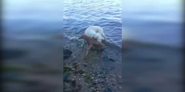 Boğulmak üzere olan yavru geyiği kurtaran kahraman köpek!
