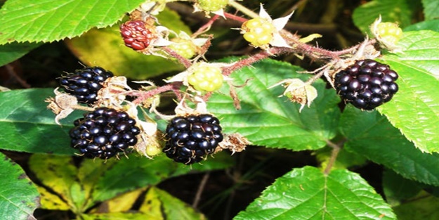 Böğürtlenin inanılmaz faydaları | Böğürtlenin faydaları neler?