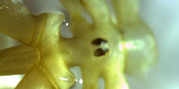 Boks eldivenine benzeyen ilginç yaratık! Dünyada ilk kez görüldü: Denizin 500 metre altından çıkarıldı