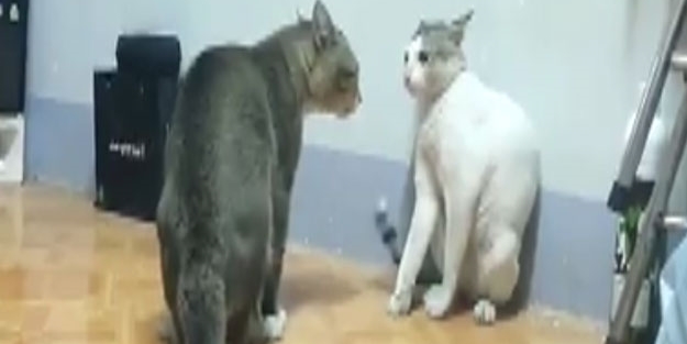 Boksör kediler sosyal medyayı sarstı/VİDEO