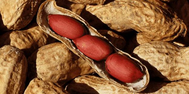 Bol bol fıstık yemek için 7 neden! Kilo bile verdiriyor