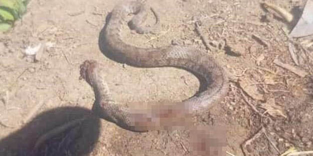Bölge halkına korku yaşattı! Türkiye'nin en zehirli yılanı o ilimizde görüldü
