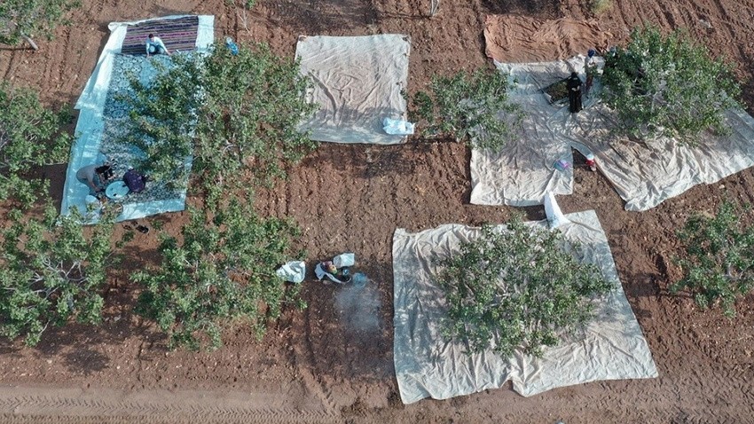 Bölgedekiler "yeşil altın" diyor! O şehrimizde yetişiyor! Bütün dünya sırada