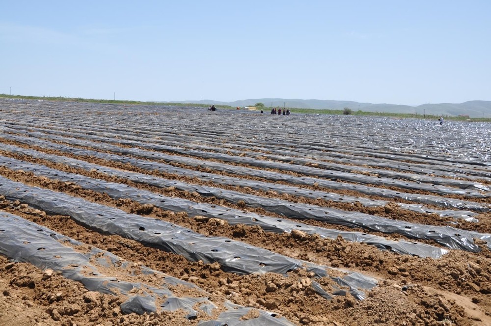 Bölgenin en büyük çilek bahçesi Gümüşhane’de kuruldu 