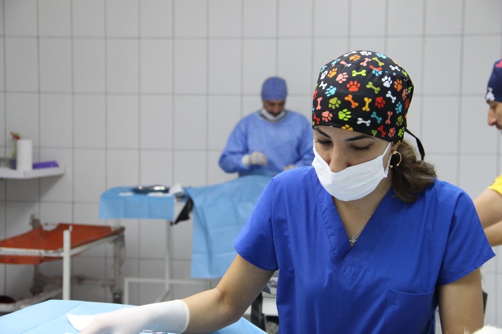 Bölgenin en modern barınağında hummalı çalışma 