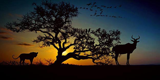 Bölgeye giden fotoğrafçı tedirgin eden anları paylaştı! Kamufle olmuşlar ve…