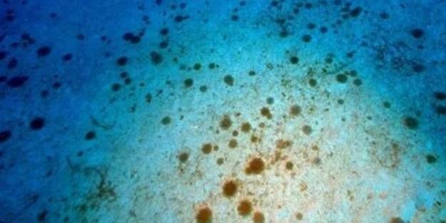 Bölgeyi istila ettiler! Dokunan hastanelik oluyor