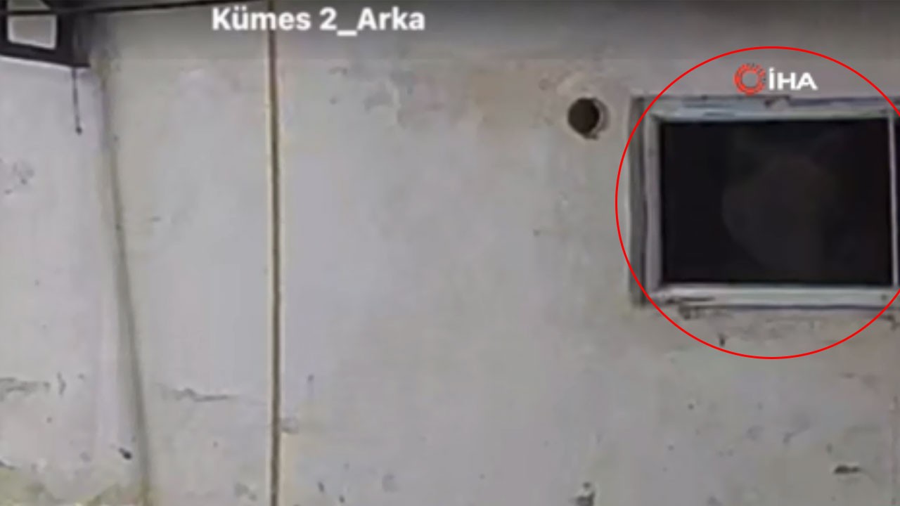 Bolu’da aç kalan ayı kümese girmeye çalıştı! O anlar kamerada