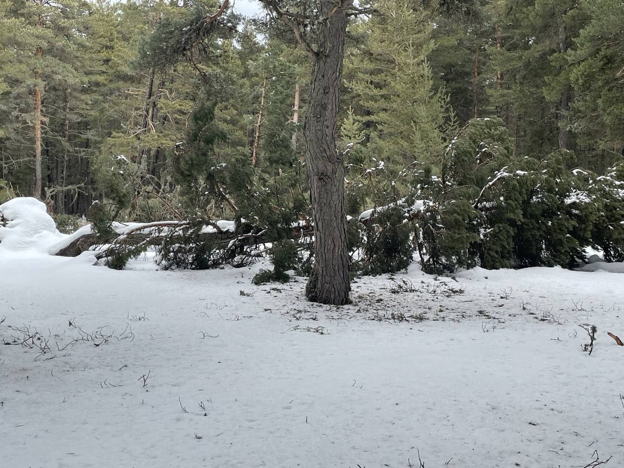 Bolu'da ağaçlar devrildi