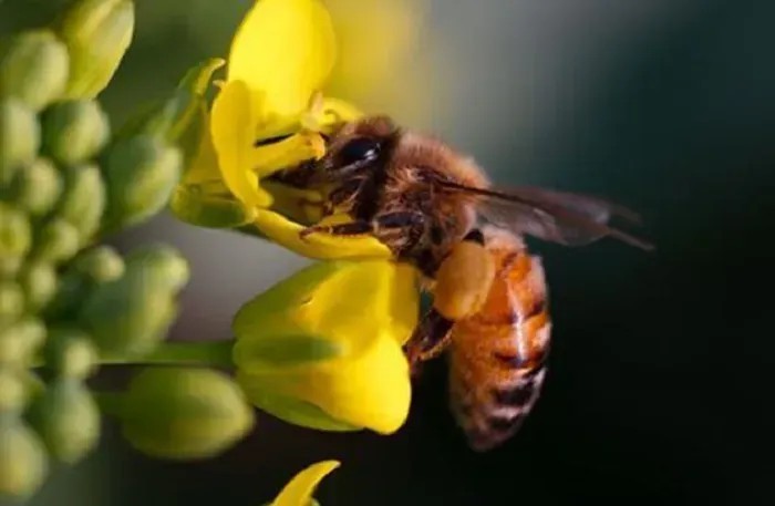 Bolu’da baharın gelmesiyle arılar harekete geçti