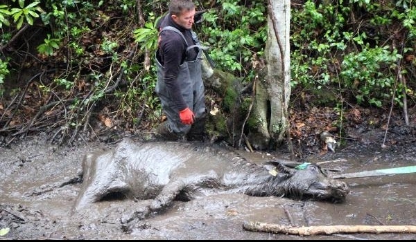 Bolu'da çamura saplanan mandayı itfaiye kurtardı