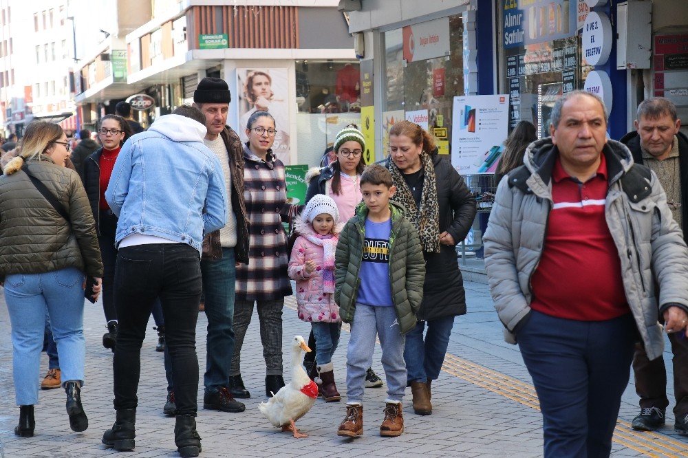 Bolu’da çocukla ördeği ilgi odağı oldu 