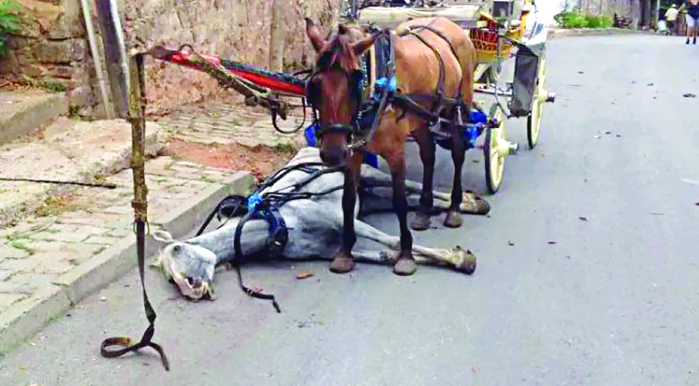 Bolu'da da atlı faytonlar yasaklansın