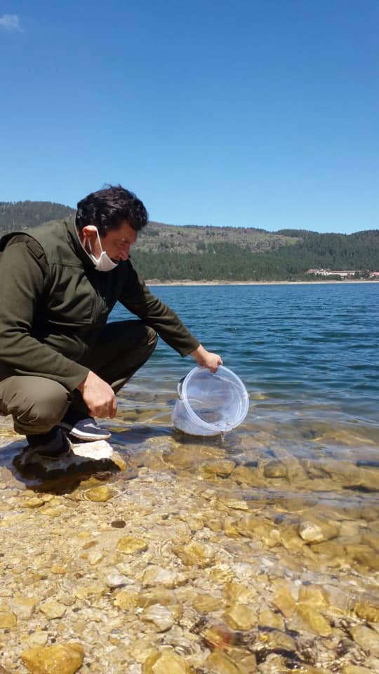 Bolu’da göl ve derelere 600 bin alabalık bırakıldı 
